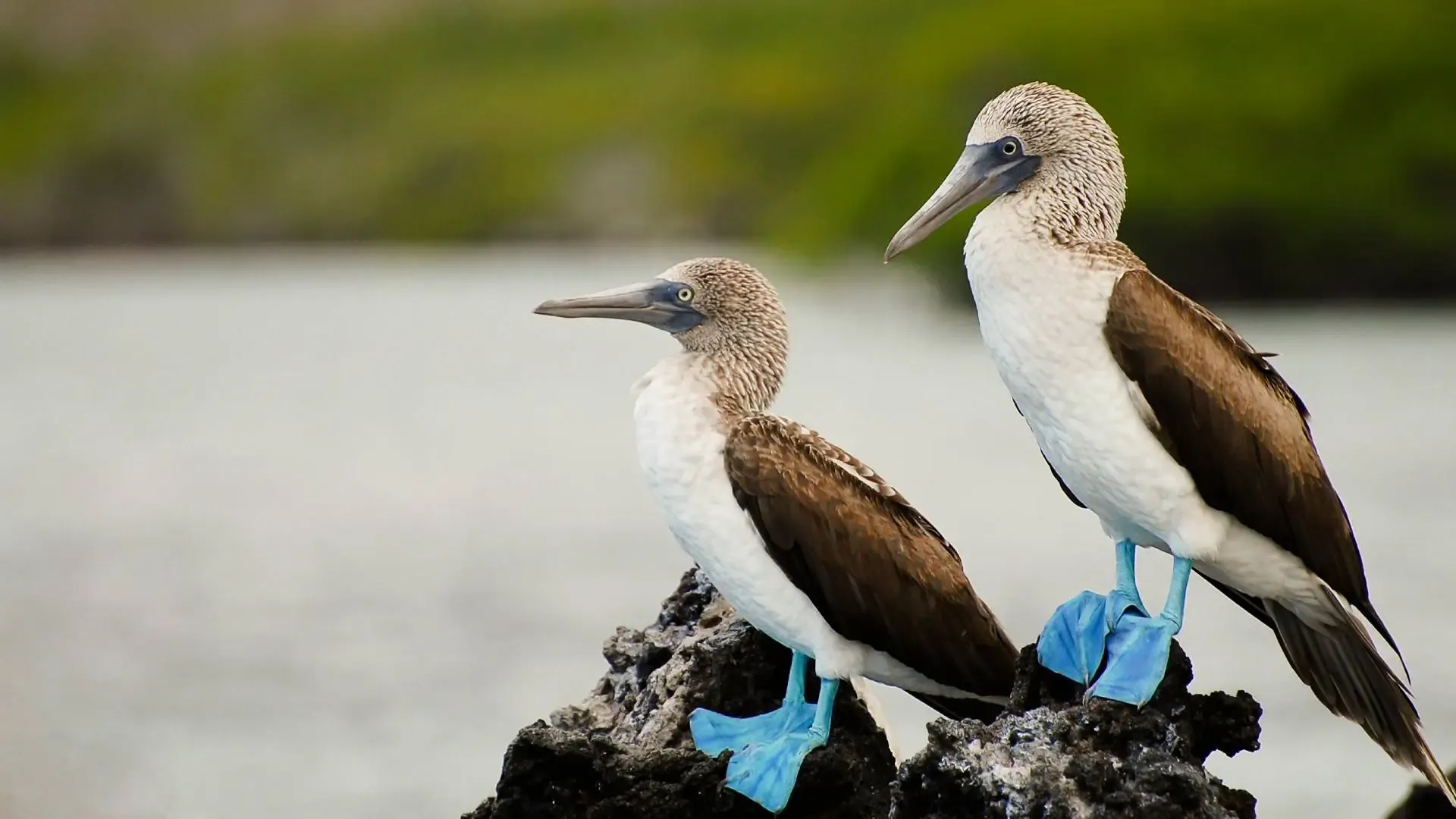 Blue-footed booby on the rocky shores of Isla de la Plata in Machalilla National Park, Ecuador