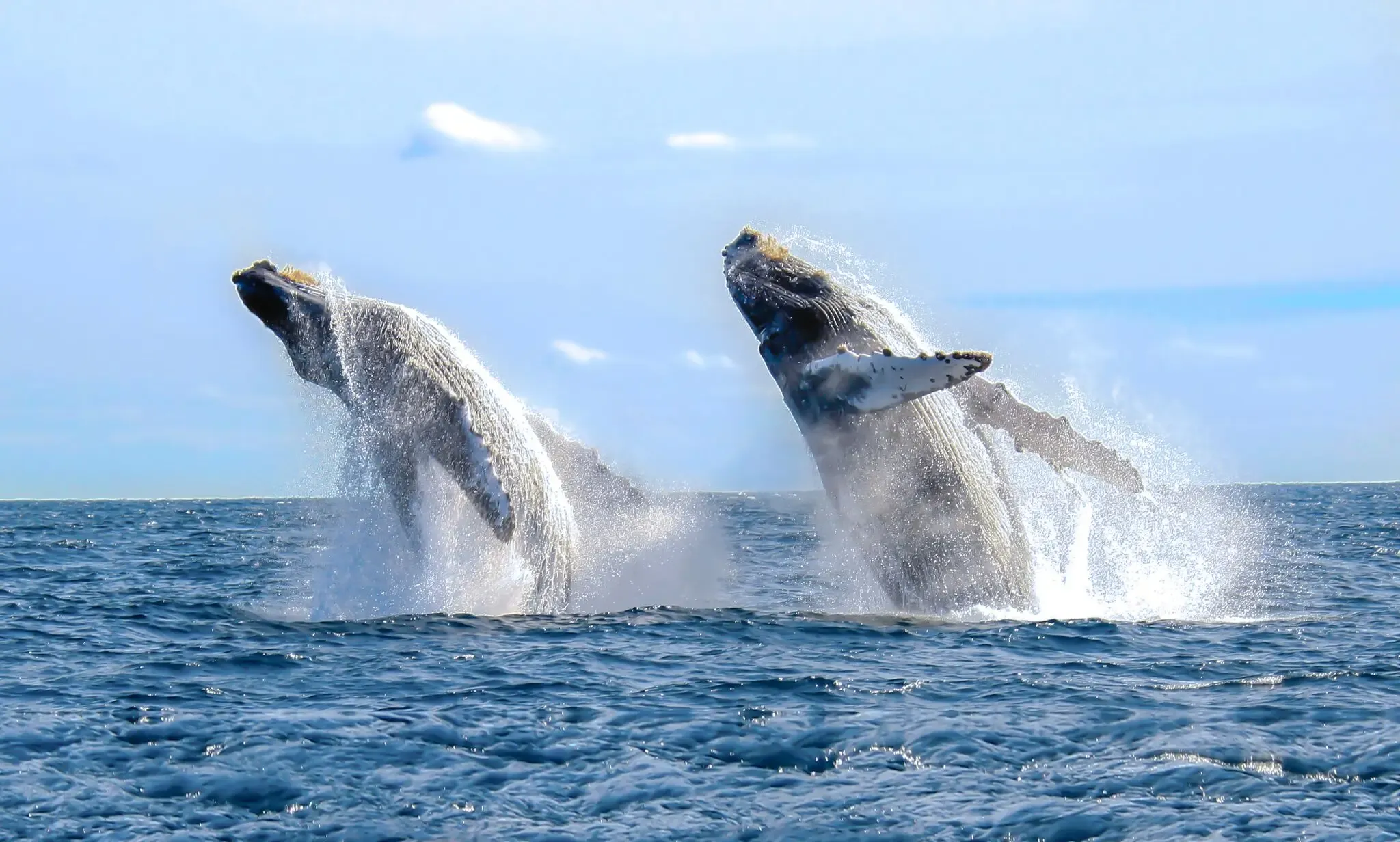 Humpback whale breaching the Pacific Ocean off the coast of Ecuador during the July to October migration season